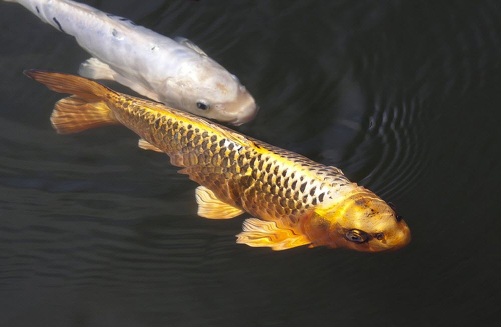 koi fish