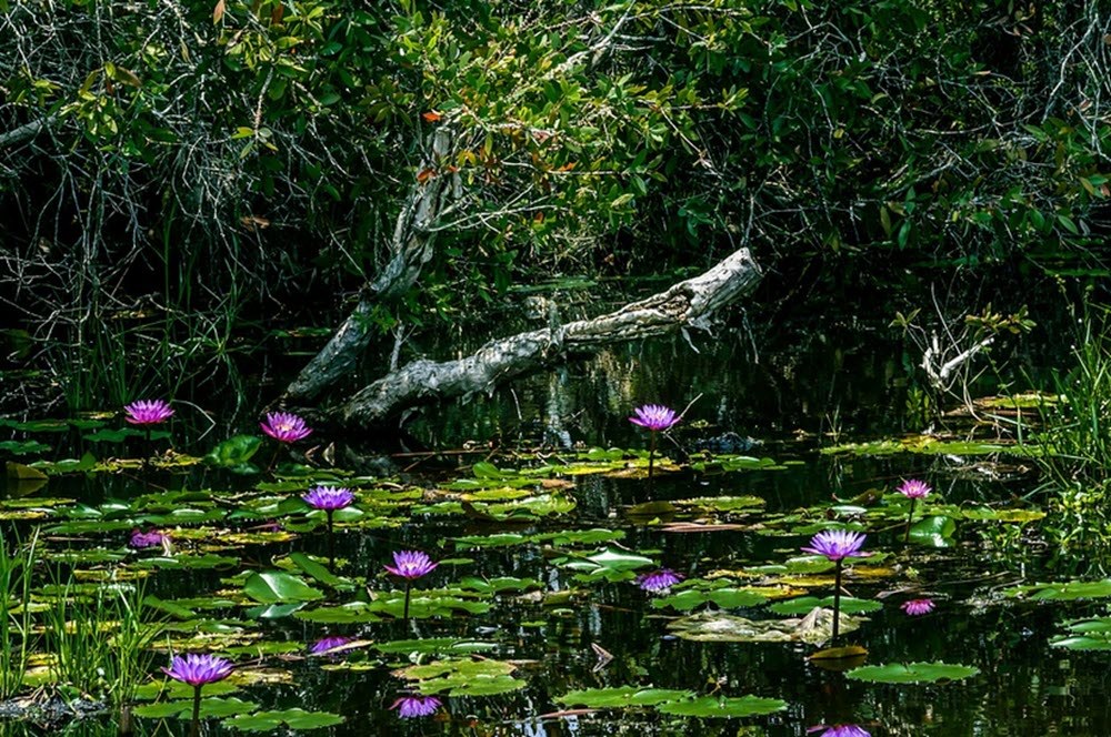 pond nicaragua