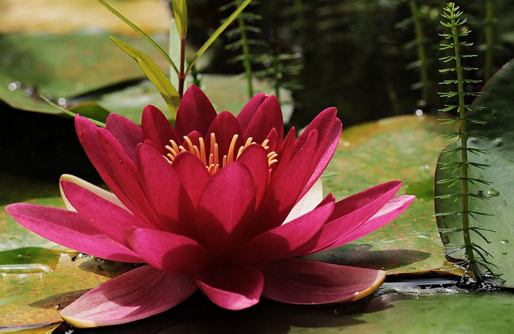 Red Water lily